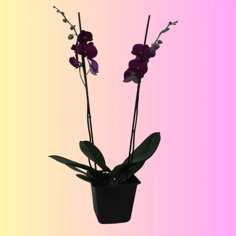 Reina purple.