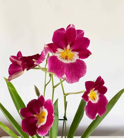 Reina Miltoniopsis.