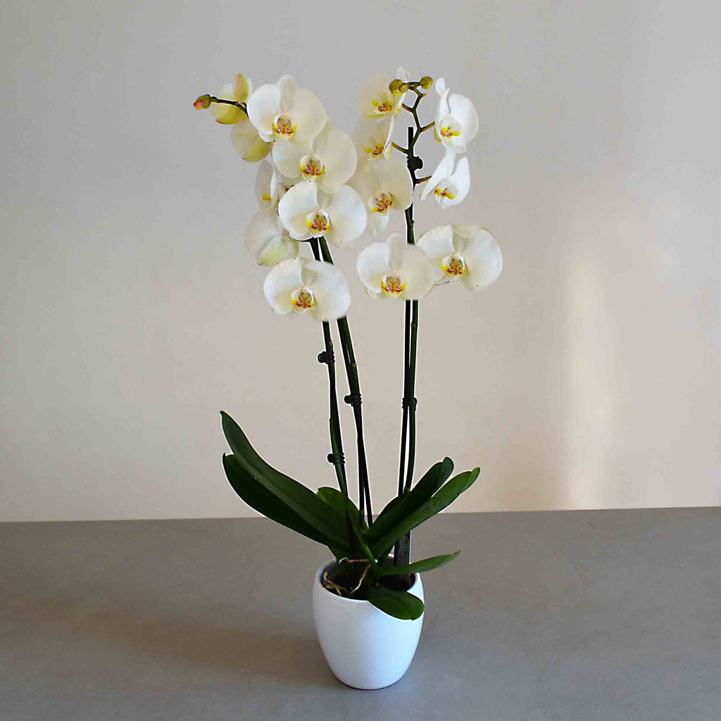 Dama elegante